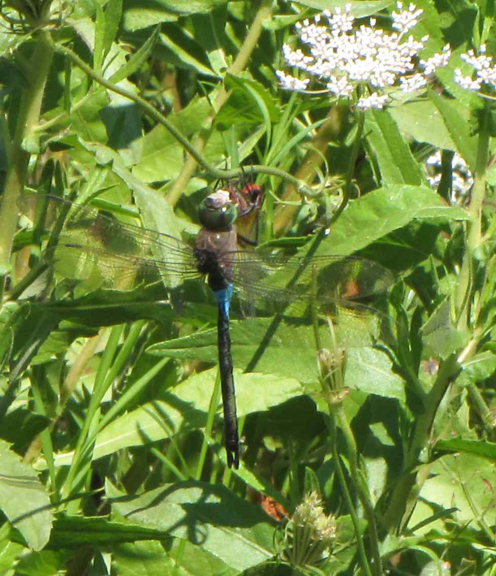 libellula: Anax parthenope